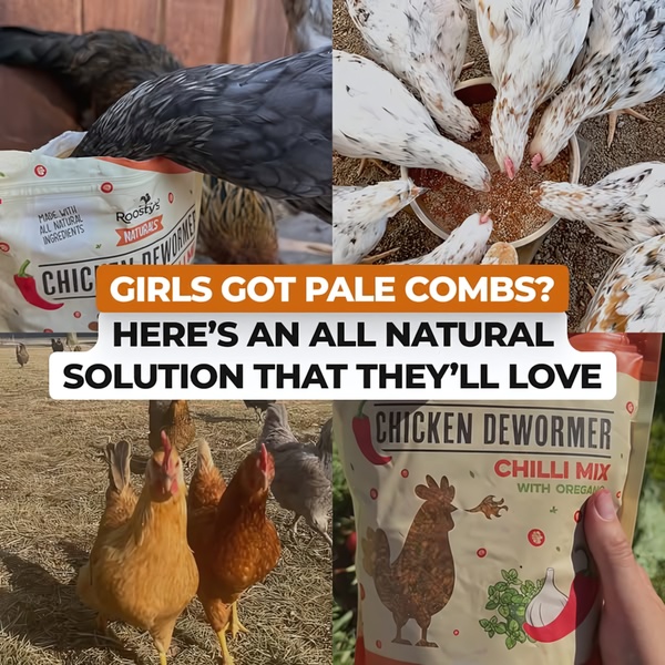 A 1x1 grid collage showing healthy chickens and product packaging to highlight a natural remedy for pale combs.